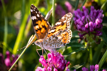 Colorful butterfly on a flower on the meadow