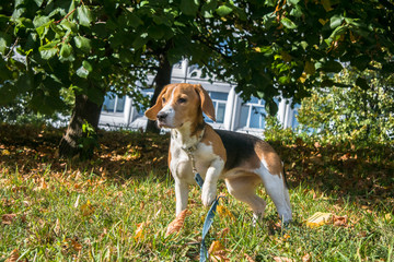 A smart beagle puppy on a walk in the city Park. Tricolor Beagle puppy is watching a peaceful...