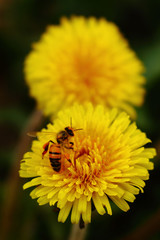 Abeja dulcemente posada sobre un diente de león.