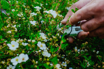 The gardener cuts flowers in the garden. Concept of pruning and collecting flowers. The gardener...