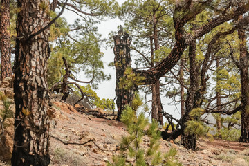 Fototapeta premium Mountains near Teide National Park. Old pine forest. Curved, gnarled ancient pines, dry fallen tree trunks and branches. Tenerife, Canary Islands, Spain. 2200m altitude