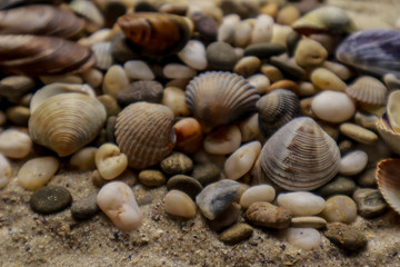 Seashells as background