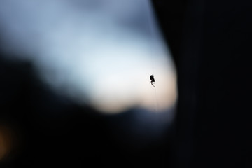 Obraz na płótnie Canvas tiny spider silhouette against sky