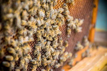 bees in hive