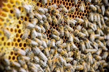 bees on honeycomb