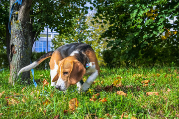 A smart beagle puppy on a walk in the city Park. Tricolor Beagle puppy is watching a peaceful...