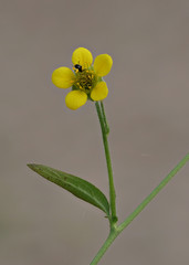 Geum urbanum, Gemeine Nelkenwurz, gelbe Blüte vor unscharfem Hintergrund