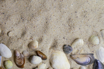 Sea shells on san with space for text