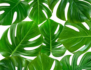 Monstera plant pattern background, top view.