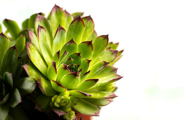 Houseleek plant macro closeup detail isolated
