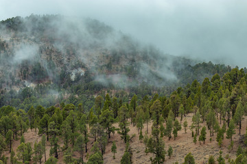 Mountains near Teide National Park. Old pine forest. Curved, gnarled ancient pines, dry fallen tree trunks and branches. Tenerife, Canary Islands, Spain. 2200m altitude