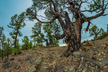 Fototapeta premium Mountains near Teide National Park. Old pine forest. Curved, gnarled ancient pines, dry fallen tree trunks and branches. Tenerife, Canary Islands, Spain. 2200m altitude