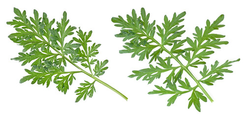 Two branches of wormwood isolated on white background