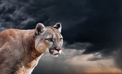 Naklejka na ściany i meble Portrait of a cougar, mountain lion, puma, panther, striking a pose on a fallen tree, winter mountains, against the background of storm clouds