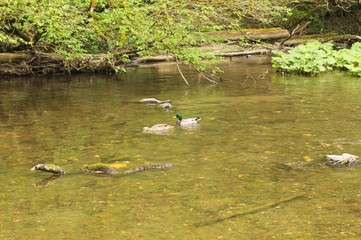 A duck family swimming in the river (Germany, Europe)