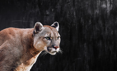 Naklejka na ściany i meble Portrait of Beautiful Puma, Puma in the dark. American cougar