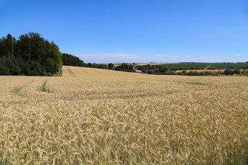 Backdrop of ripening ears of yellow wheat field