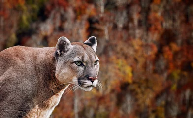 Schilderijen op glas Portret van mooie Puma. Cougar, poema, poema, panter, opvallende pose, scène in het bos, dieren in het wild Amerika © Baranov