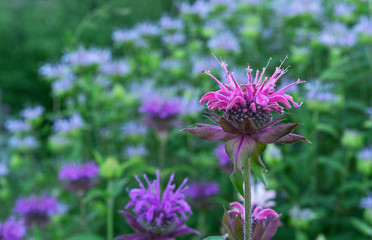 Monarda or wild bergamot. Single bee balm flower against a darker background.