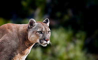 Naklejka na ściany i meble Portrait of Beautiful Puma. Cougar, mountain lion, puma, panther, striking pose, scene in the woods, wildlife America