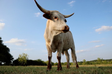 cow on pasture
