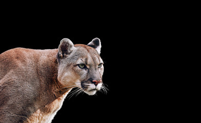 Fototapeta na wymiar Portrait of Beautiful Puma. Cougar, mountain lion, isolated on black backgrounds
