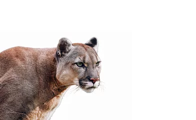 Fotobehang Portret van mooie Puma. Cougar, poema, geïsoleerd op een witte achtergrond © Baranov