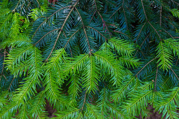 Colorful branch of fir tree in springtime