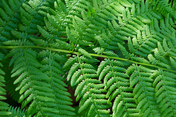 green leaf fern closeup
