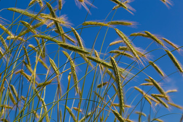 Ears of wheat against the blue sky