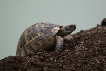 Obraz premium Big turtle in the city. Ankara, Turkey.