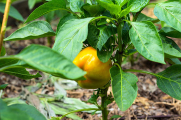 Closeup of ripening peppers in the organic pepper plantation