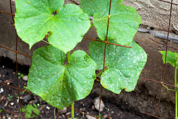 Powdery mildew caused by Podosphaera aphanis on green cucumber leaf