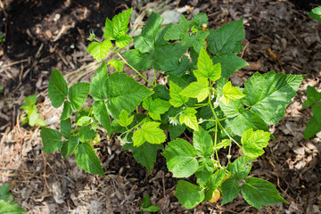 Young raspberry bush in the garden