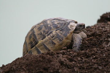 Big turtle in the city. Ankara, Turkey.