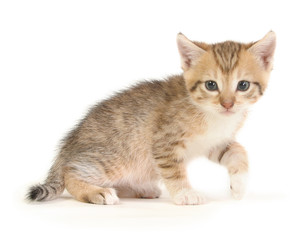 Obraz premium Small brown kitten.