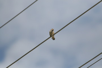 Electric wires and bird. Sky, clouds and bird.