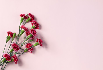 Beautiful pink red flowers isolated on light pastel pink background. Copy space. Flat lay. Top view