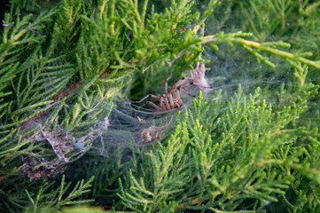 A  spider weaved a web in the juniper bushes