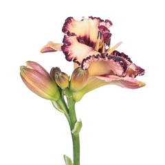 Fototapeta na wymiar Daylily (Hemerocallis) flower close-up isolated on white background. Cultivar with dark beige flower with dark plum color eye