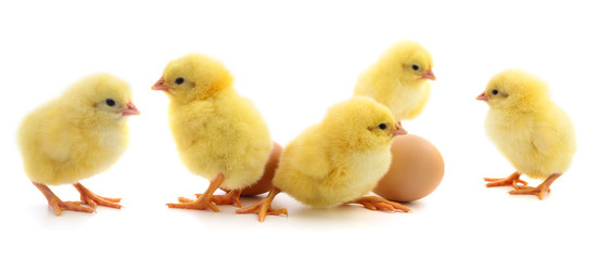 Five yellow chickens and two eggs.