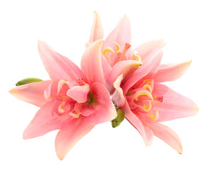 Fototapeta premium Three pink lily.