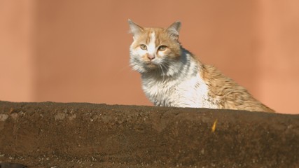 Cat on the roof of the house in Marrakesh, Morocco.