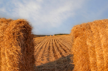Rolls of straw on the field. Image at sunset. Rural or rustic background, selective focus, close-up.