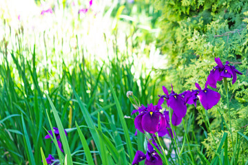 Close up of purple iris flowers on green grass background