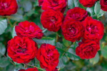 Detail of red roses in the garden. floral background