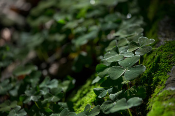 Fototapeta na wymiar background of green clover