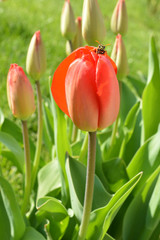 Naklejka premium Wasp sitting on the red tulip flower.