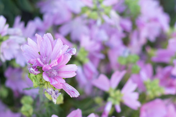 Pink musk mallow or Malva moschata blooming in the summer garden