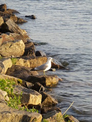 The seagull looks at the horizon at sunset